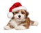 Happy Havanese puppy is wearing a Santa hat