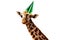 Happy head of giraffe on white wear birthday cap