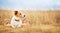 Happy healthy dog listening in the golden grass, pet training banner