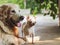 Happy and healthy friends with different size Golden retriever dog and white short hair Chihuahua dog lying down close  together