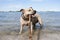 Happy healthy staffordshire terrier dog, playing and swimming with stick on beach in park