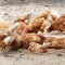 Happy hens in cage free farm