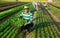 Happy hispanic farmer showing corn salad harvest on field