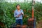 Happy Hispanic female farmer harvesting tomatoes in hothouse