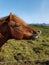 Happy horse in Iceland