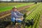 Happy horticulturist showing freshly harvested red leaf mustard