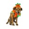 Happy Hound in Pumpkin Costume