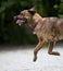 A happy hound running along gravel