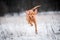 Happy hungarian vizsla pointer dog on snow