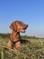 Happy Hungarian Vizsla Relaxing on Grass