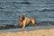 Happy hunting dog on beach