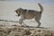 Happy husky dog at the Gordon beach. Tel Aviv, Israel.