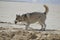 Happy husky dog at the Gordon beach. Tel Aviv, Israel.