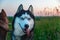 Happy husky dog with long tongue sticking out of its mouth. Beauty portrait Siberian husky with bright blue eyes.