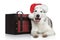 Happy husky dog in red Santa hat