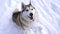 A happy husky dog sits on the snow, looks at the camera and around