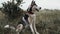 Happy husky dog sitting down in the grass. Husky dog training concept. Portrait of a cute dog in a beautiful field and