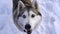 A happy husky dog stands on the snow, licks its lips