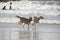 Happy husky dogs and surfers at the Gordon beach. Tel Aviv, Israel