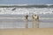 Happy husky dogs and surfers at the Gordon beach. Tel Aviv, Israel