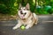 Happy husky lies and plays with the ball. Dog games outdoors