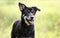 Happy Husky mix breed dog, pet rescue adoption photography