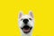 Happy husky puppy dog smiling on isolated colored yellow background