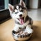 A happy husky puppy eagerly eating its kibble from a bowl by AI generated