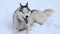 Happy husky runs on a snowy meadow near the forest, a winter walk with a dog.