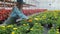 Happy Industrial Greenhouse Worker Carry Boxes Full of Flowers. Smiling and Happy woman with flowers she Growing.