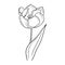 Happy International Women\\\'s day. Realistic beautiful opened tulip flower with leaf. Hand drawn vecto