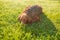 Happy Irish setter dog lying on a nature green grass and looking away in summer meadow against blurred scenery, outdoors