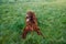 Happy Irish setter dog with open mouth lying on a nature green grass and looking away in meadow against blurred scenery