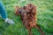 Happy Irish setter dog with open mouth lying on a nature green grass and looking away in meadow against blurred scenery