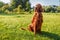 Happy Irish setter dog sits on a nature green grass and looking away in summer meadow against blurred scenery, outdoors