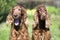 Happy Irish Setter dogs laughing