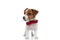 Happy jack russell terrier dog waving his tail