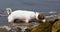 Happy jack russell terrier enjoys swimming in the waves in the sea. Family holiday