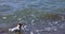 Happy jack russell terrier enjoys swimming in the waves in the sea. Family holiday