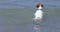 Happy jack russell terrier enjoys swimming in the waves in the sea. Family holiday