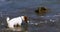 Happy jack russell terrier got to get a yellow little ball into the sea and swims back. Family holiday