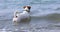 Happy jack russell terrier got to get a yellow little ball into the sea and swims back. Family holiday