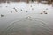 Happy jack russell terrier hunting ducks on the lake, natural background, european landscape