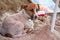 Happy jack russell terrier lies in the sand on wet sand with a wet nose in the sand under an umbrella, rest