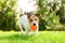 Happy Jack Russell Terrier pet dog playing with toy at back yard lawn