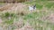 Happy jack russell terrier puppy playing with a plastic bottle on a walk