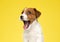 Happy Jack Russell Terrier smiling and panting