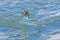 Happy jack russell terrier swims in the water in the middle in the spray