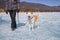 A happy Japanese Akita Inu dog with closed eyes on a leash with her owner walks along the ice of Lake Baikal on a mountain backgro