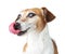 Happy joy dog licks nose with tongue.